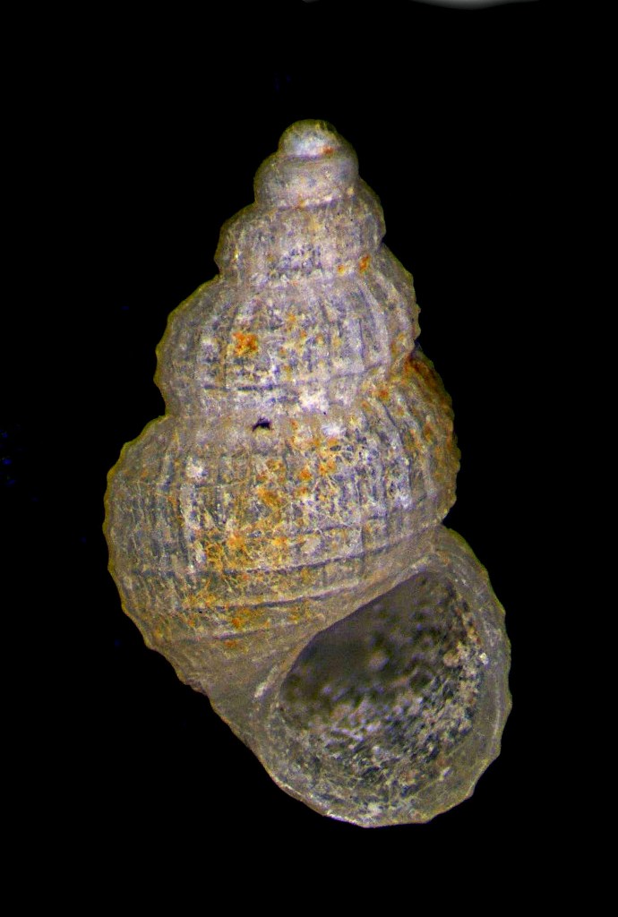 un aiutino per questa Alvania